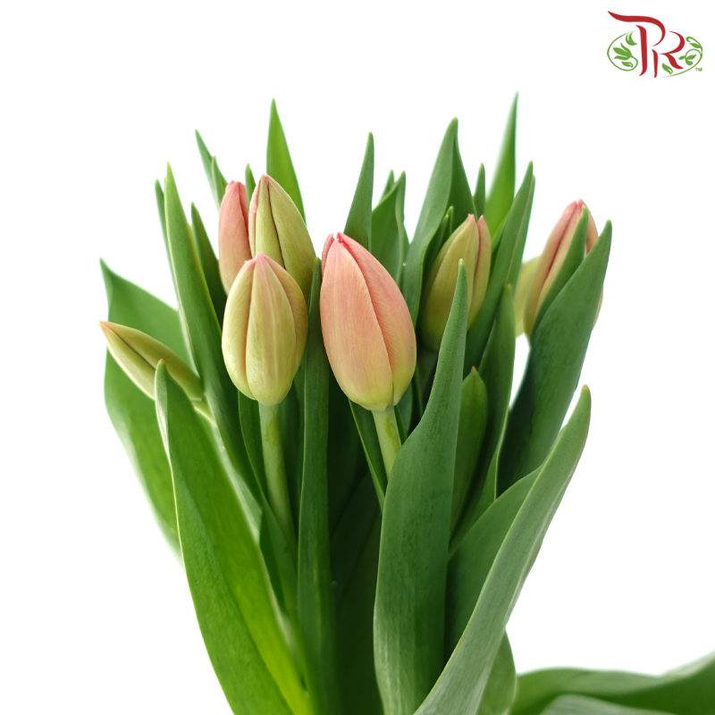 Tulip - Ninja (9-10 Stems)