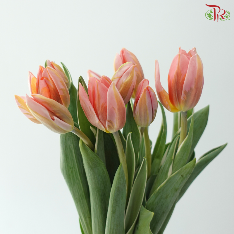 Tulip - Pretty Princess (9-10 Stems)