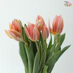 Tulip - Pretty Princess (9-10 Stems)