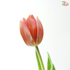 Tulip - Pretty Princess (9-10 Stems)