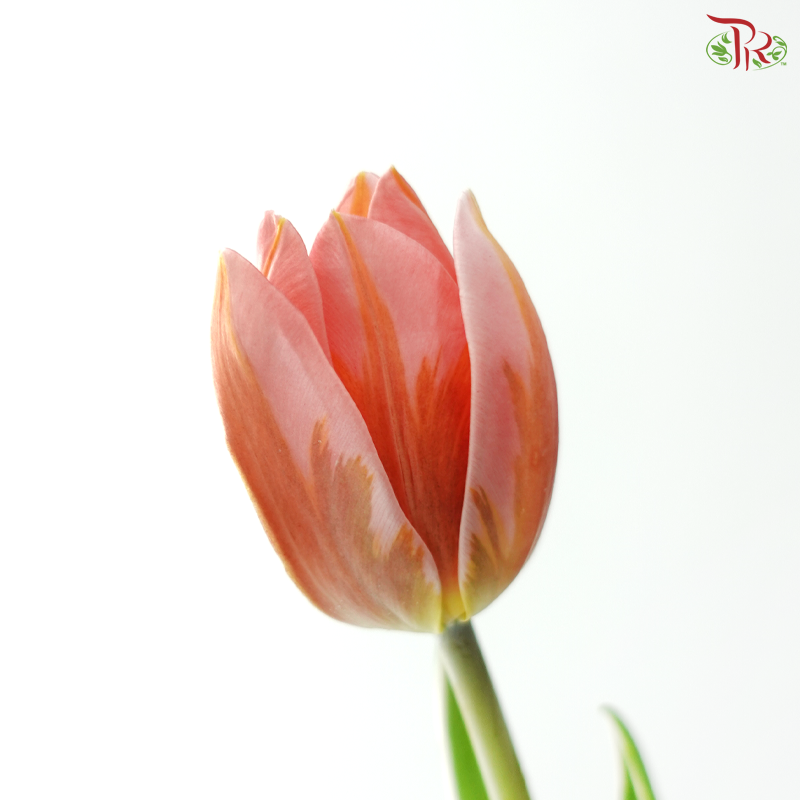 Tulip - Pretty Princess (9-10 Stems)