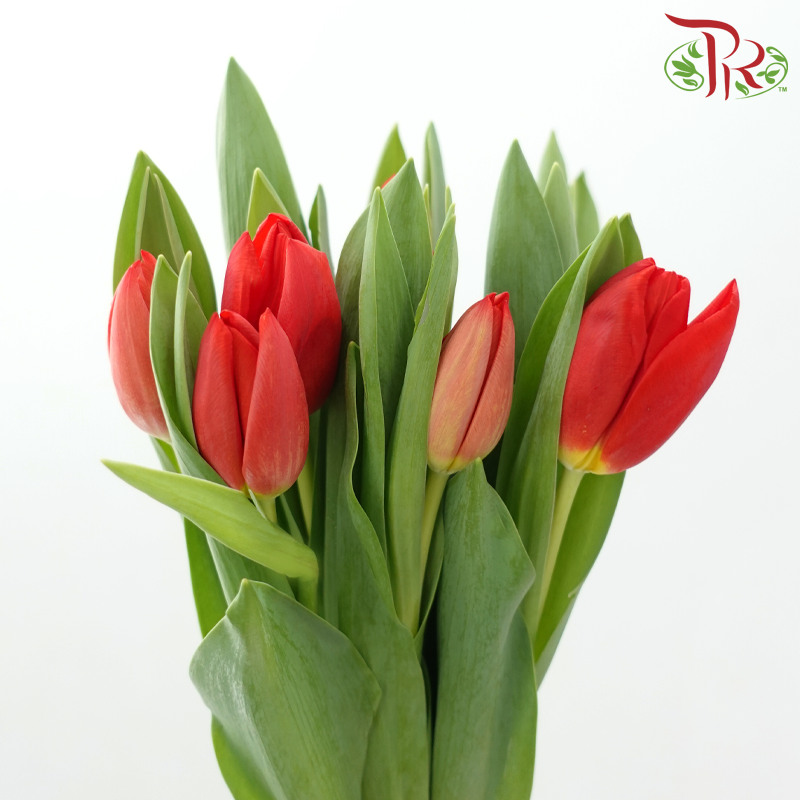 Tulip - Red Impression (5 Stems / 10 Stems)