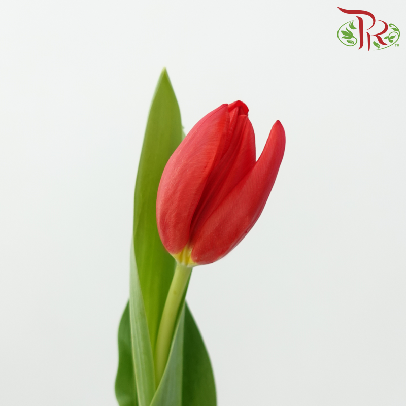 Tulip - Red Impression (5 Stems / 10 Stems)