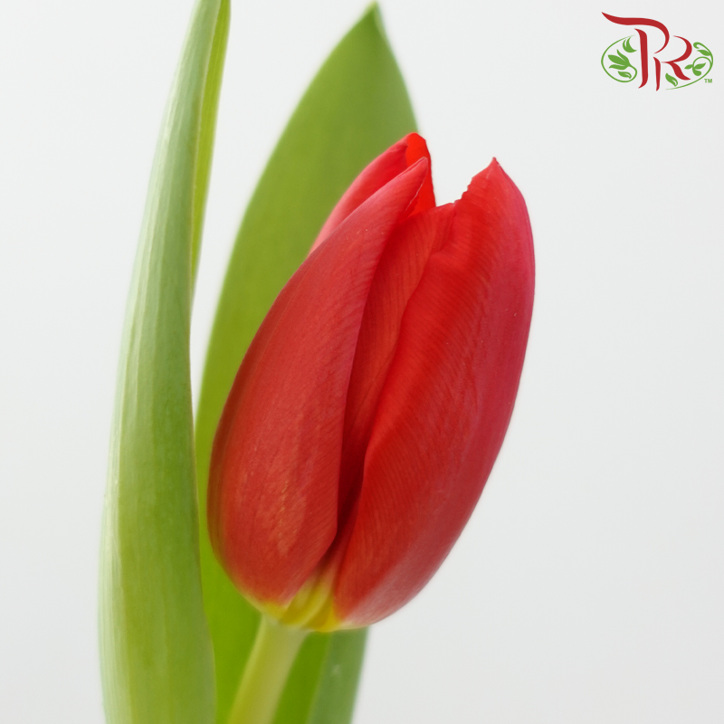 Tulip - Red Impression (5 Stems / 10 Stems)