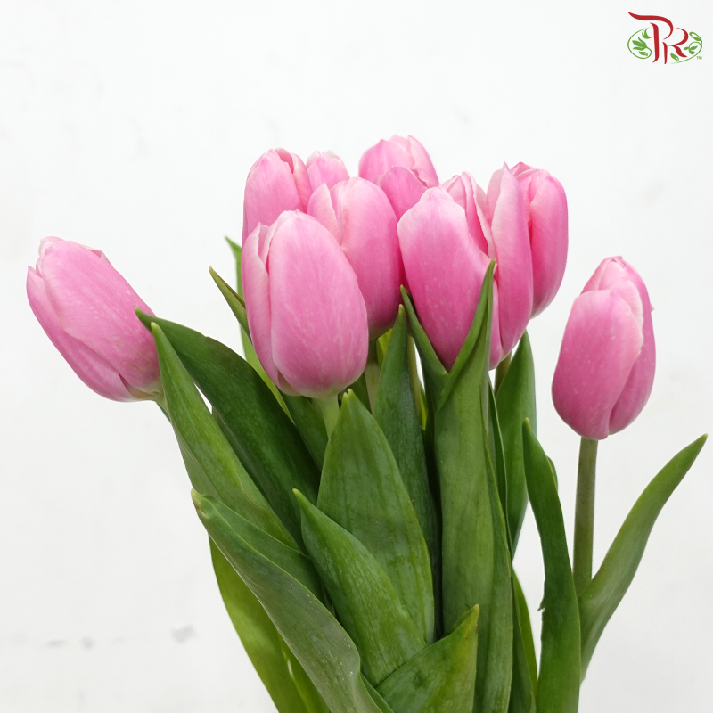 Tulip - Smoothie Pink (9-10 Stems)