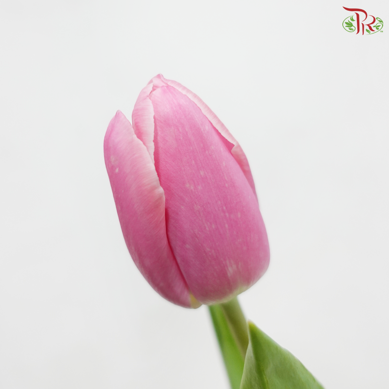 Tulip - Smoothie Pink (9-10 Stems)