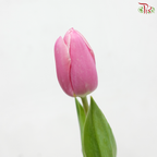 Tulip - Smoothie Pink (9-10 Stems)