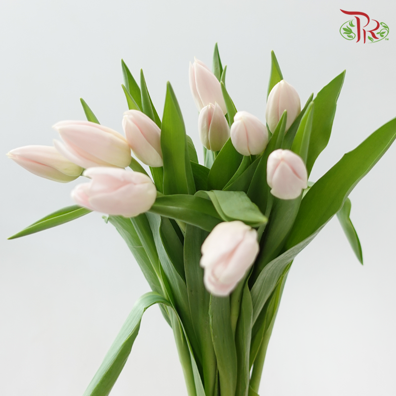 Tulip - Dynasty (9-10 Stems)