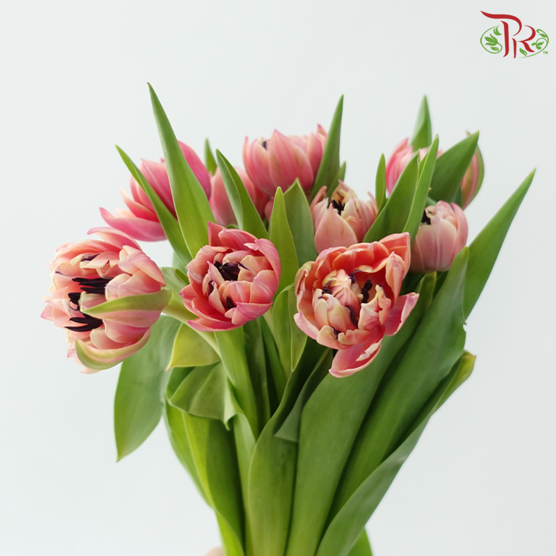 Tulip Double - Beth Hart (9-10 Stems)