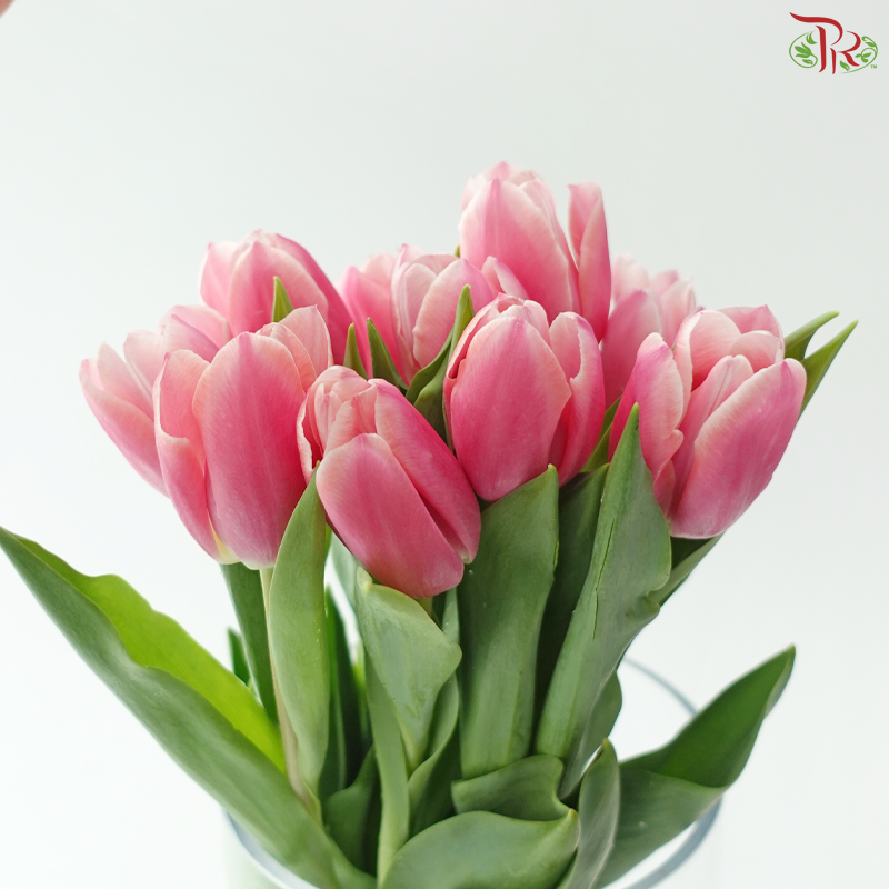 Tulip - Ace Pink (9-10 Stems)