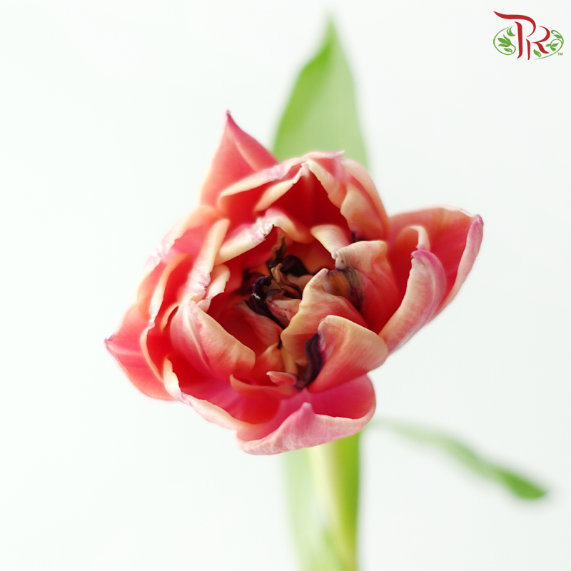 Tulip Double - Beth Hart (9-10 Stems)