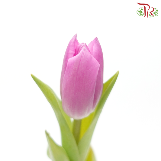 Tulip - Angola (9-10 Stems) - Pudu Ria Florist