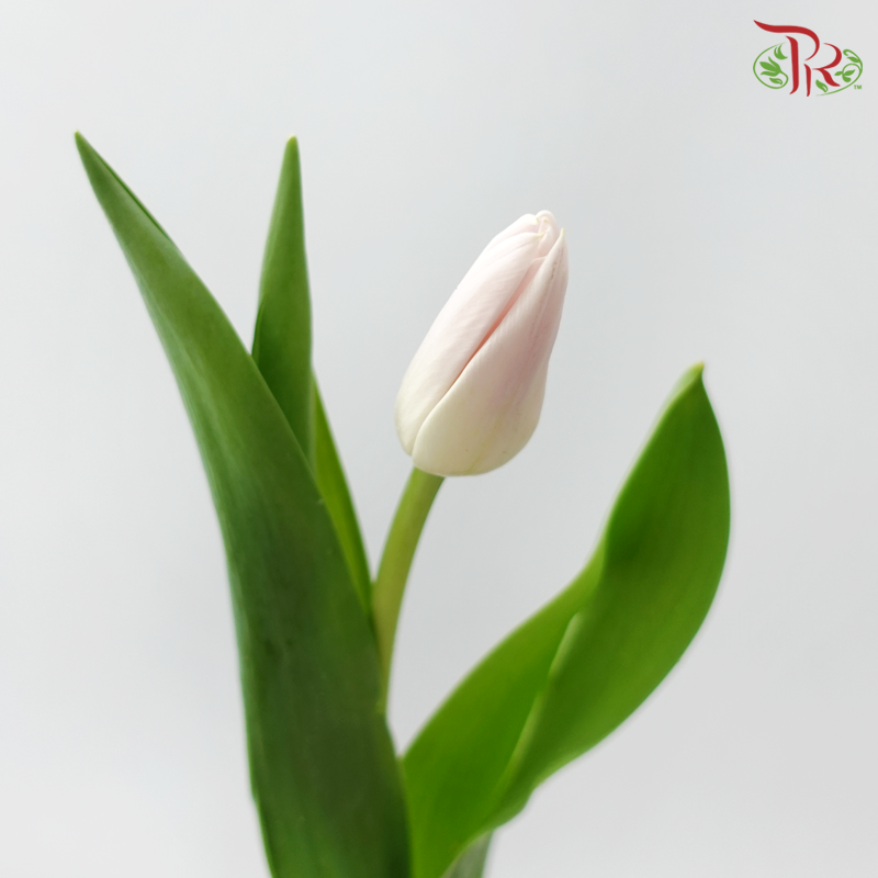 Tulip - Dynasty (9-10 Stems)