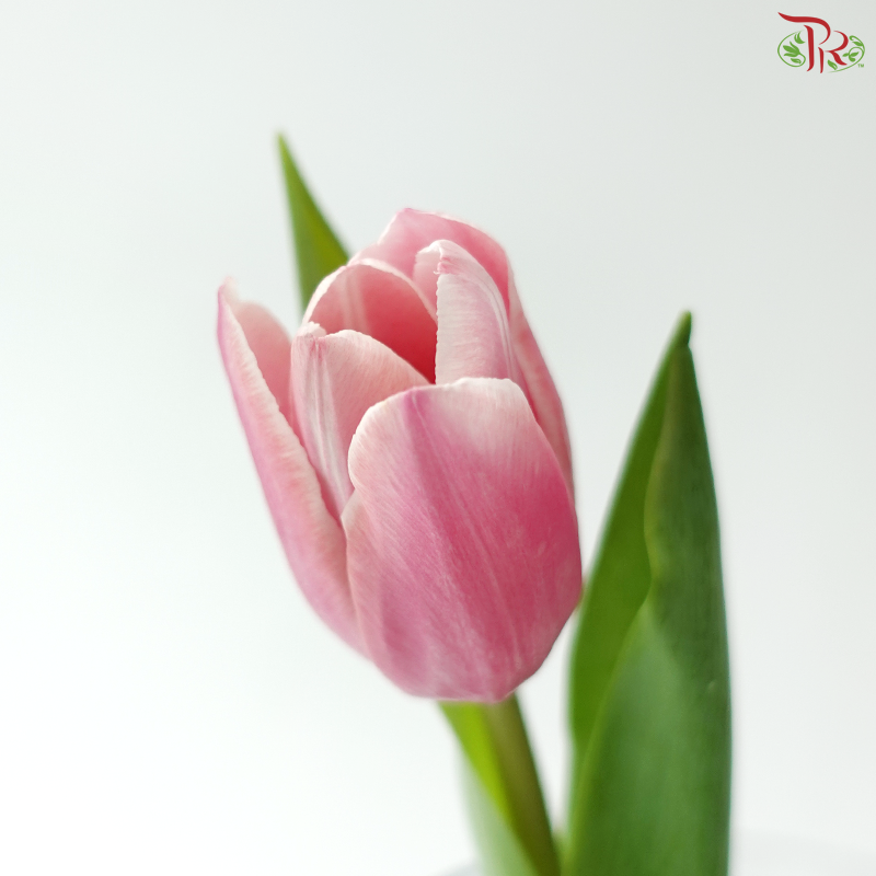Tulip - Ace Pink (9-10 Stems)