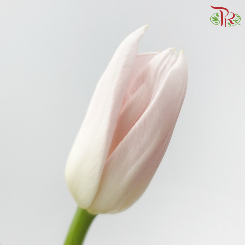 Tulip - Dynasty (9-10 Stems)