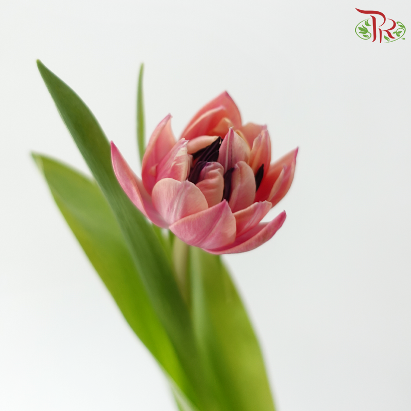 Tulip Double - Beth Hart (9-10 Stems)