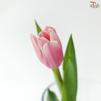 Tulip - Ace Pink (9-10 Stems)