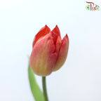 Tulip - Love Flight (9-10 Stems)