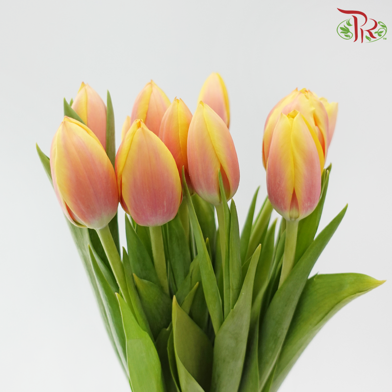 Tulip - Mango Charm (9-10 Stems)