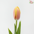 Tulip - Mango Charm (9-10 Stems)