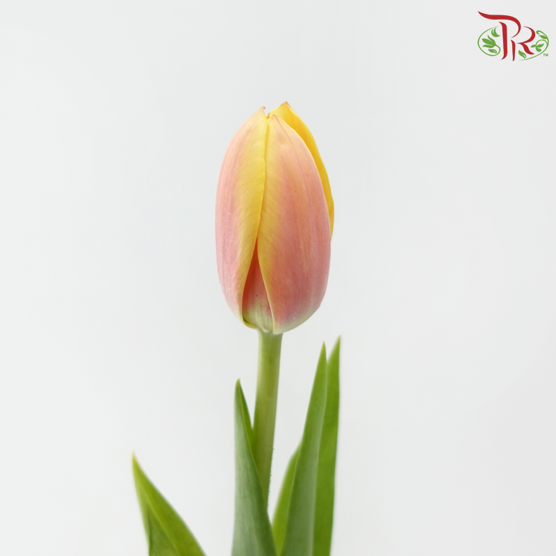 Tulip - Mango Charm (9-10 Stems)