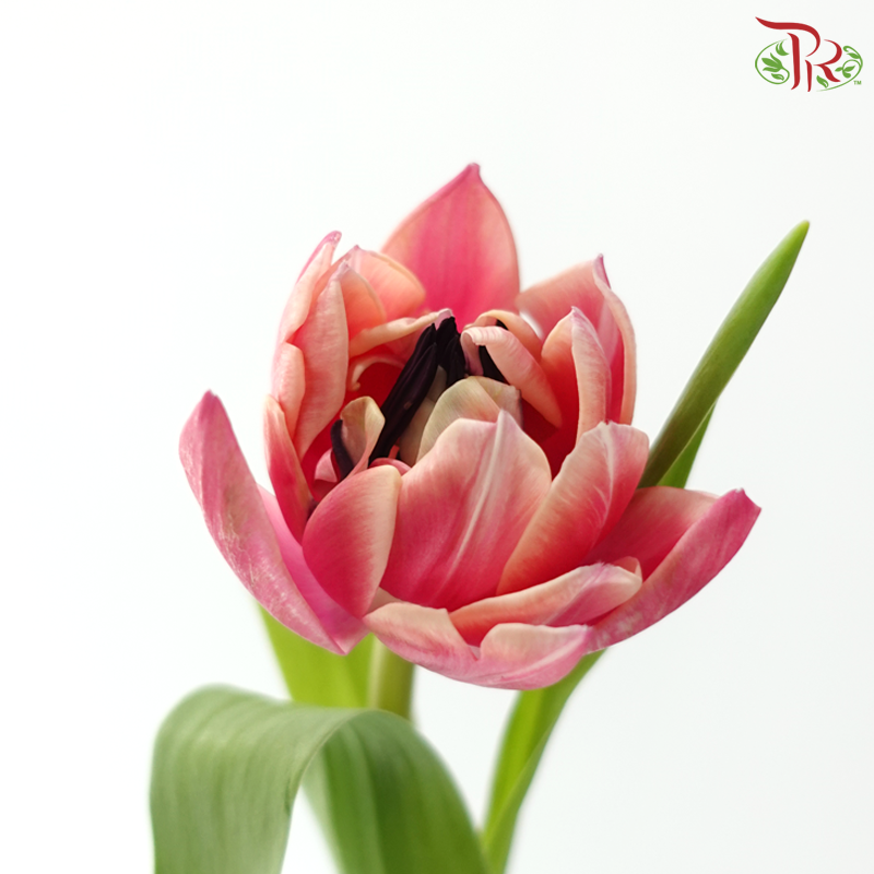 Tulip Double - Beth Hart (9-10 Stems)