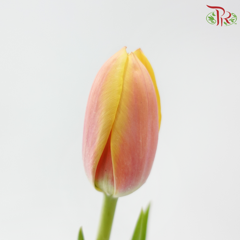 Tulip - Mango Charm (9-10 Stems)