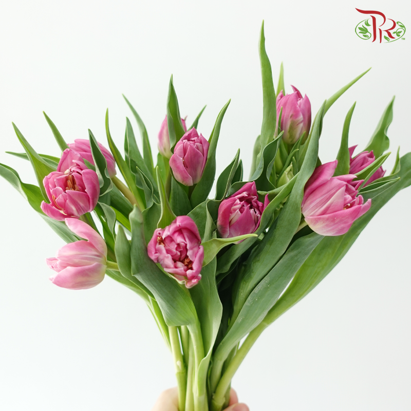 Tulip Double Price - Purple (9-10 Stems)