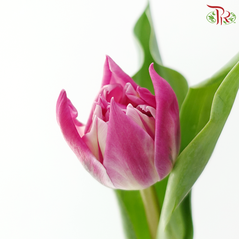 Tulip Double Price - Purple (9-10 Stems)