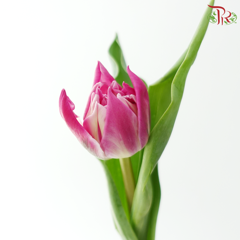 Tulip Double Price - Purple (9-10 Stems)