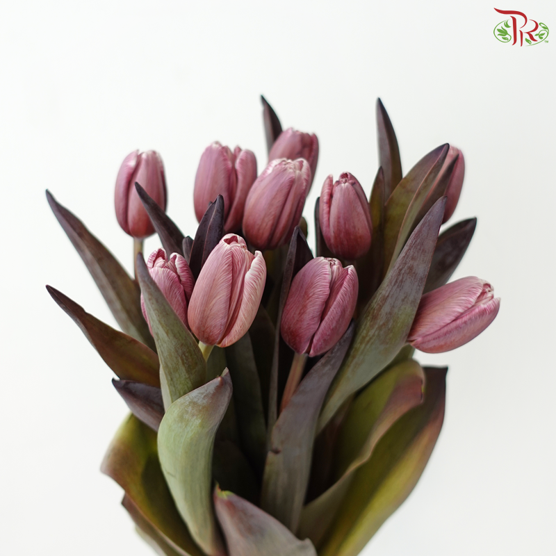 Tulip - Dyed Brown (9-10 Stems)
