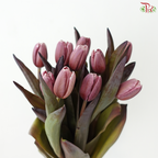 Tulip - Dyed Brown (9-10 Stems)