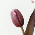 Tulip - Dyed Brown (9-10 Stems)