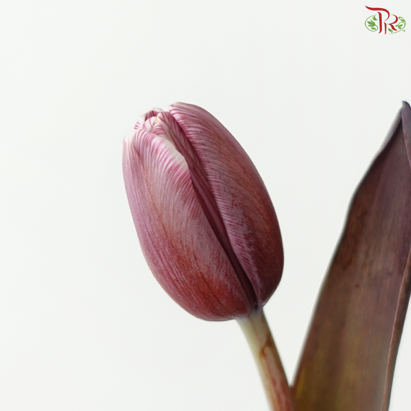 Tulip - Dyed Brown (9-10 Stems)