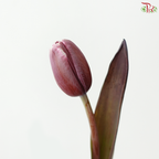 Tulip - Dyed Brown (9-10 Stems)