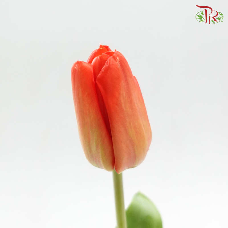 Tulip - Orange (9-10 Stems)