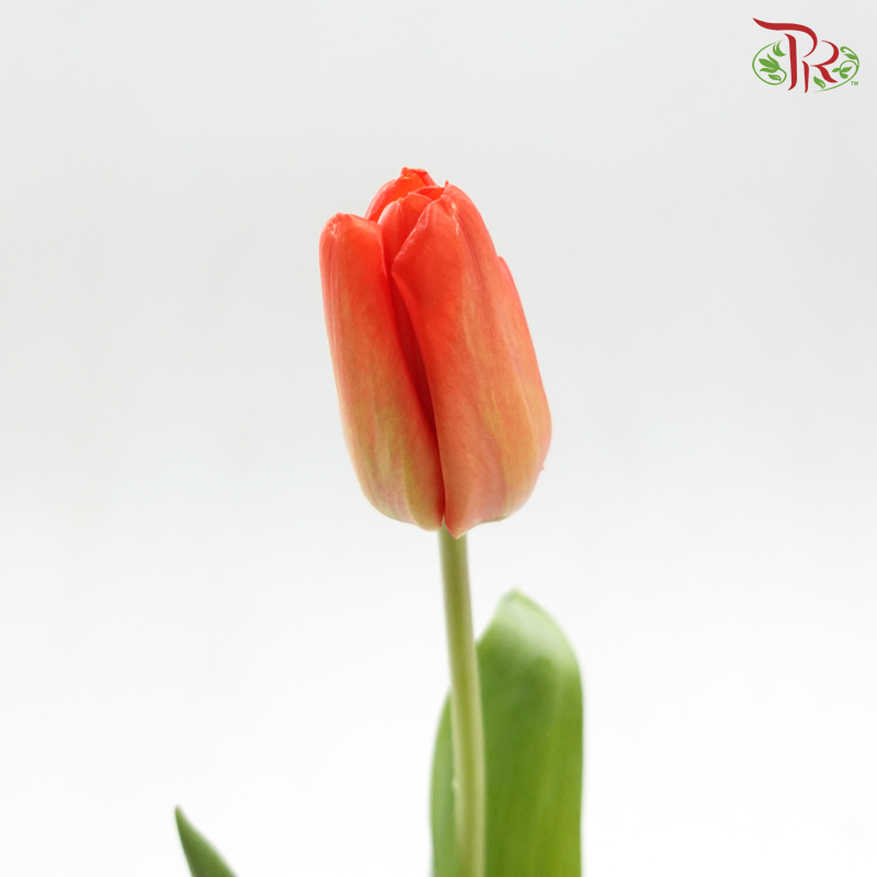 Tulip - Orange (9-10 Stems)