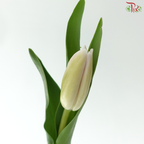 Tulip - Sweet Breeze (9-10 Stems)