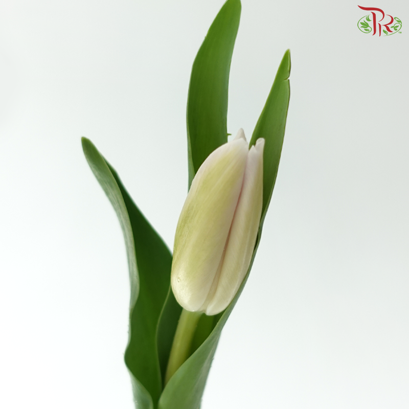 Tulip - Sweet Breeze (9-10 Stems)