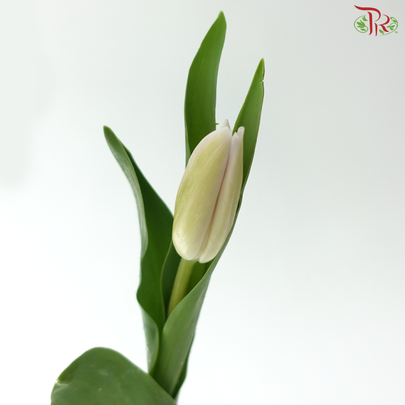 Tulip - Sweet Breeze (9-10 Stems)