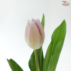 Tulip - Sweet Breeze (9-10 Stems)