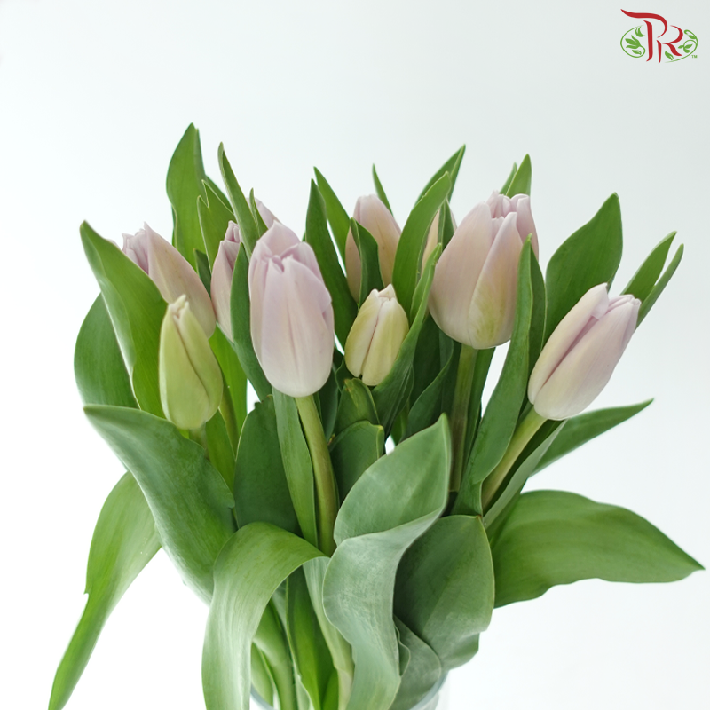 Tulip - Sweet Breeze (9-10 Stems)