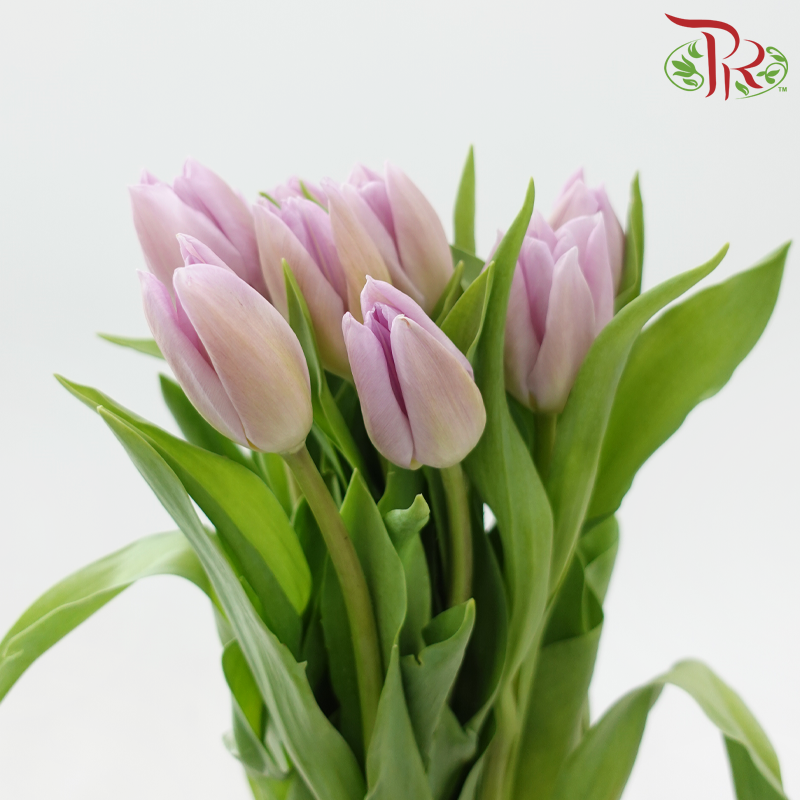 Tulip - Candy Prince (9-10 Stems)