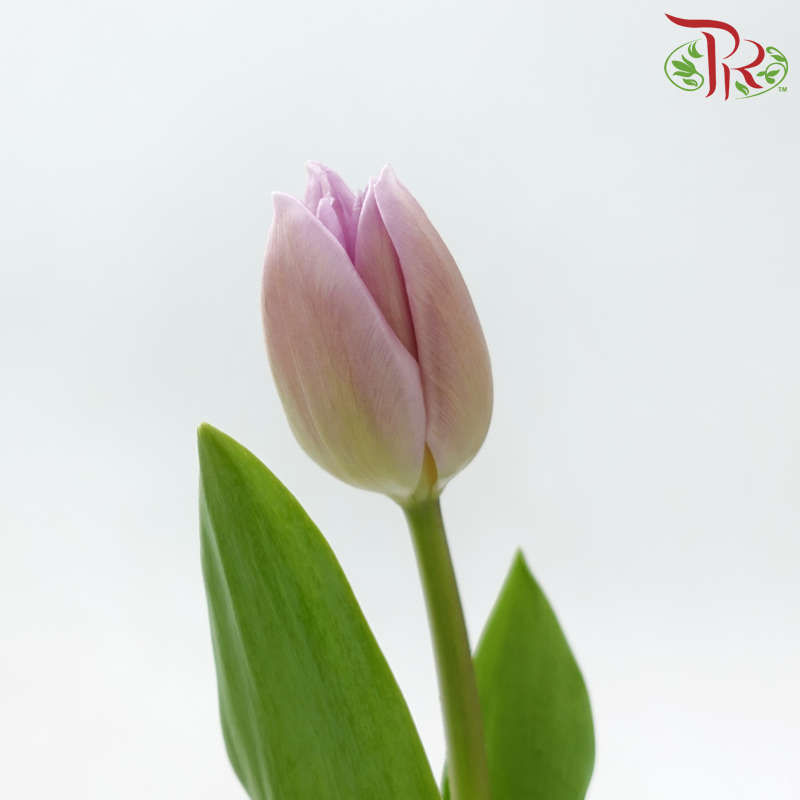 Tulip - Candy Prince (9-10 Stems)