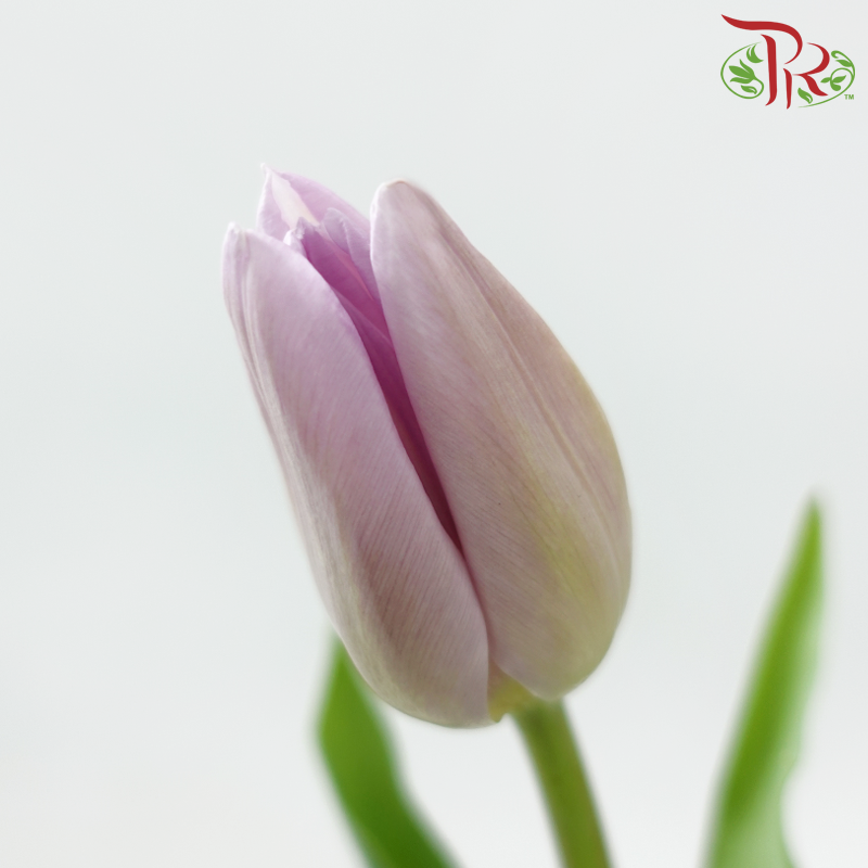 Tulip - Candy Prince (9-10 Stems)