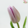 Tulip - Candy Prince (9-10 Stems)