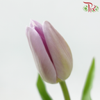 Tulip - Candy Prince (9-10 Stems)
