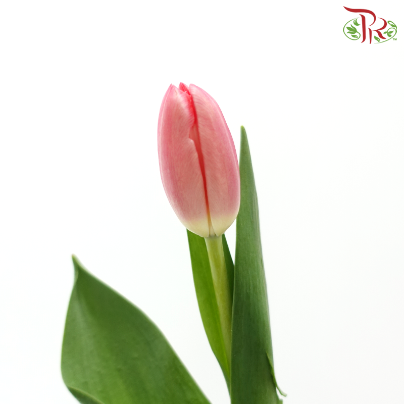 Tulip - Ninja (9-10 Stems)