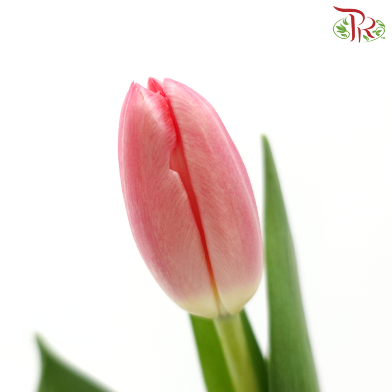 Tulip - Ninja (9-10 Stems)