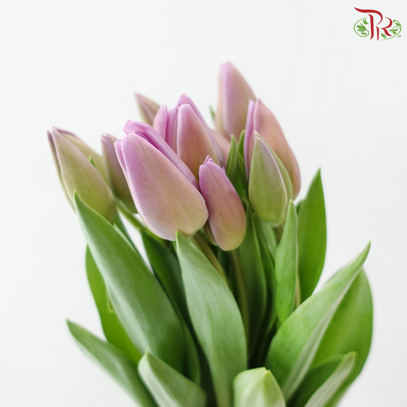 Tulip - Lilac (9-10 Stems)
